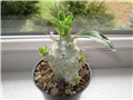 Pachypodium saundersii