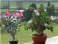 Apocynaceae