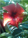 hibiskus