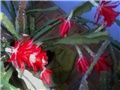 lisnati crvenocvjetni kaktus