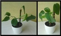 monstera