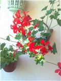 pelargonia