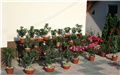 Adenium 
