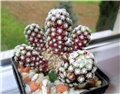 mammillaria theresae