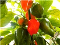 Habanero