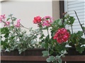 Pelargonije