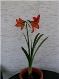 amarilis