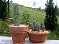 Hoodia gordonii