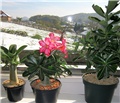 Adenium obesum