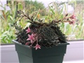 graptopetalum bellum