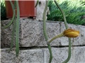 selenicereus grandiflorus