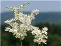Filipendula hexapetala 2