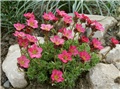 saxifraga arendsii