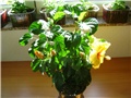 hibiscus