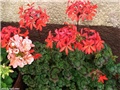 pelargonije