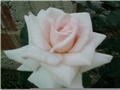 ruža 2