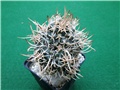 navajoa peeblesiana var. menzelii  