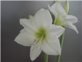 amarilis5