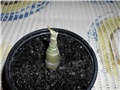 adenium8