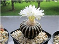 discocactus horstii