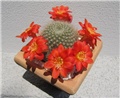 Rebutia u cvatu