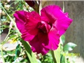 Gladiole