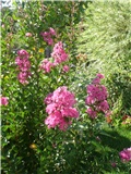 lagoerstremia