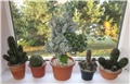 euphorbias