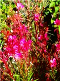 gaura