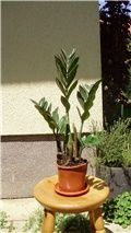 zamioculcas