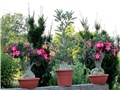 Adenium obesum