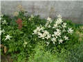 astilbe