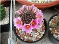 Mammillaria alamensis  (sheldonii )