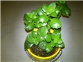 kalanchoe