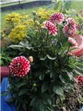 Dhalia