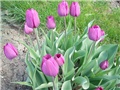 tulipani