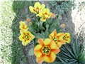 tulipani2