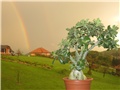 Adenium obesum