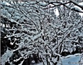 magnolija pod snijegom