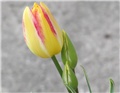 Tulipani