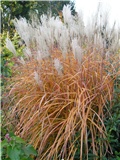 Miscanthus sinensis - u jesen