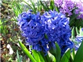 Hyacinthus 