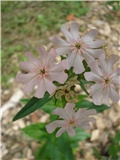 Lychnis chalcedonica