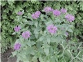monarde2