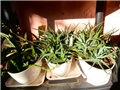 aloe v