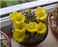 Weingartia lanata