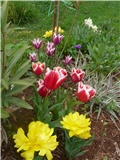 tulipani