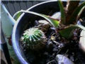 mali kaktus