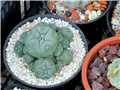 lophophora williamsii pentagona