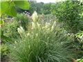 pampas